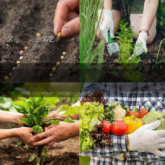 Vegetable Seed