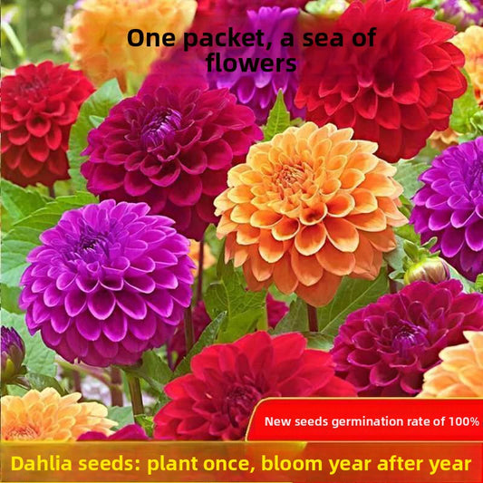 Dahlia Flower Seeds Mixed Colors