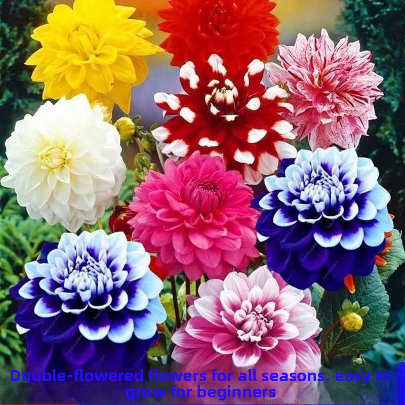 Dahlia Flower Seeds Mixed Colors