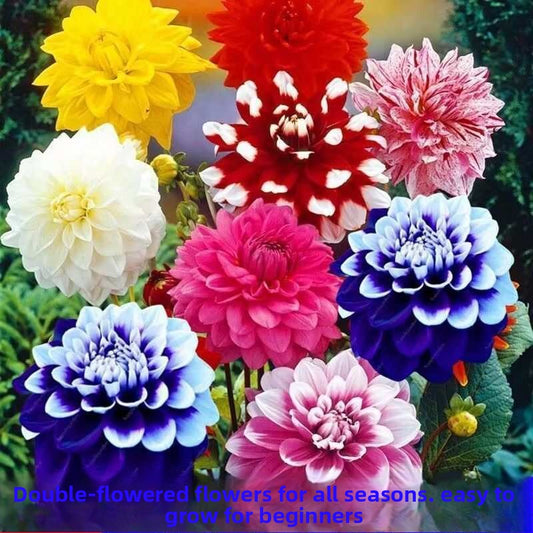 Dahlia Flower Seeds Mixed Colors